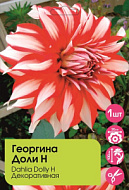 Георгина Доли H 1шт/Dahlia Dolly H