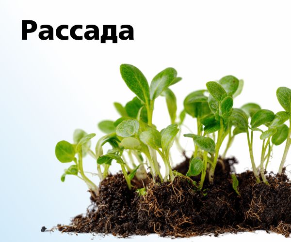 Рассада
