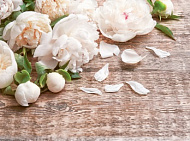 Фотообои Flizelini Пионы 3,6*2,7 м