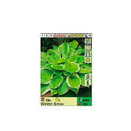 Хоста Винтер Сноу гибридная  1шт /Hosta Winter Snow