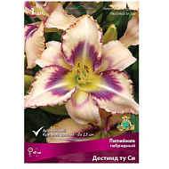 Лилейник Дэстинд Ту Си 1шт/Hemerocallis Destined to See