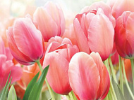 Шлейф Весны/ЛЮКС  194*136 см (4 листа)/Новосибирск