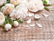 Фотообои Flizelini Пионы 2,7*2,7м