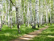 Фотообои Flizelini Березовая роща 2,7*2,7 м